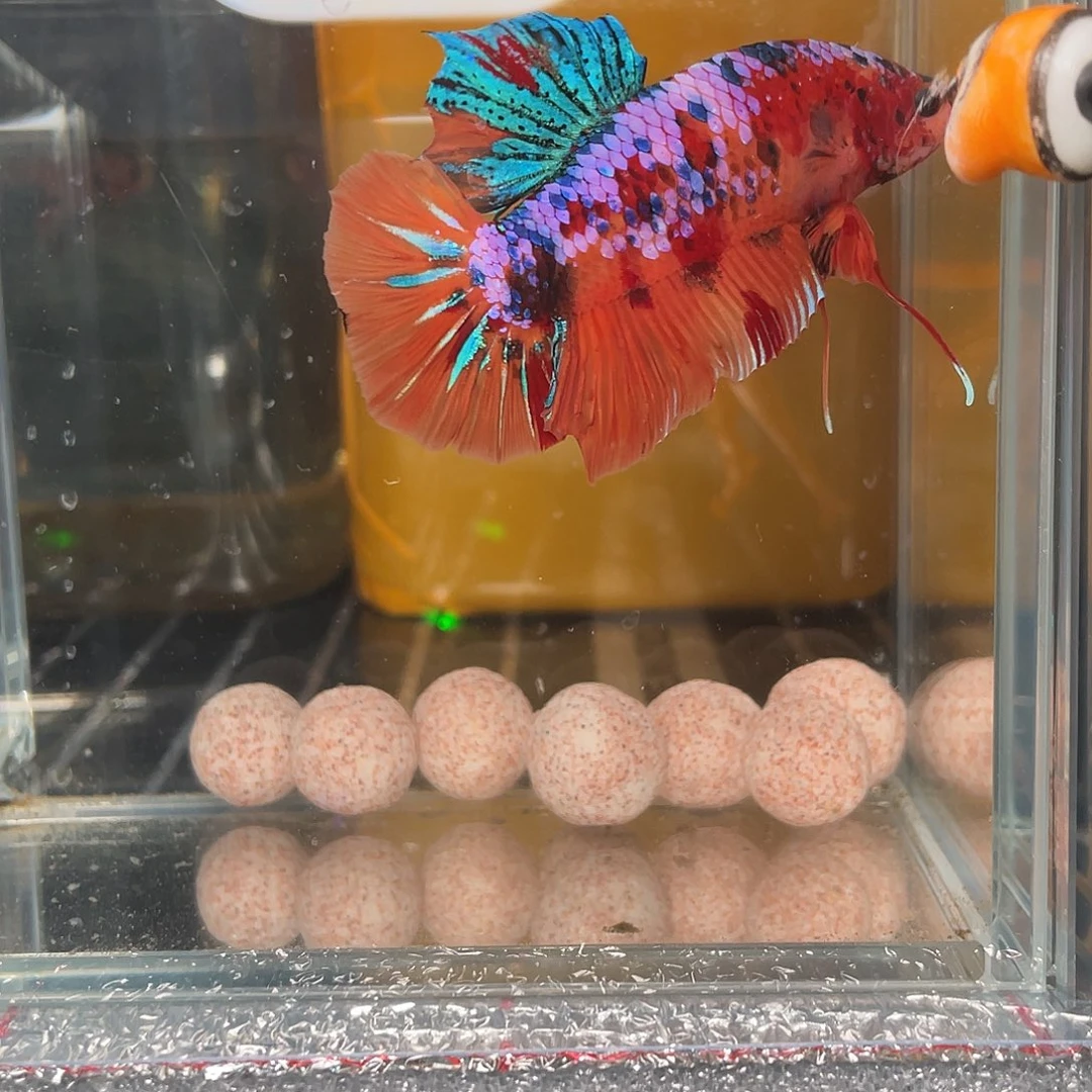 斗鱼12.14 巨斗将军 099