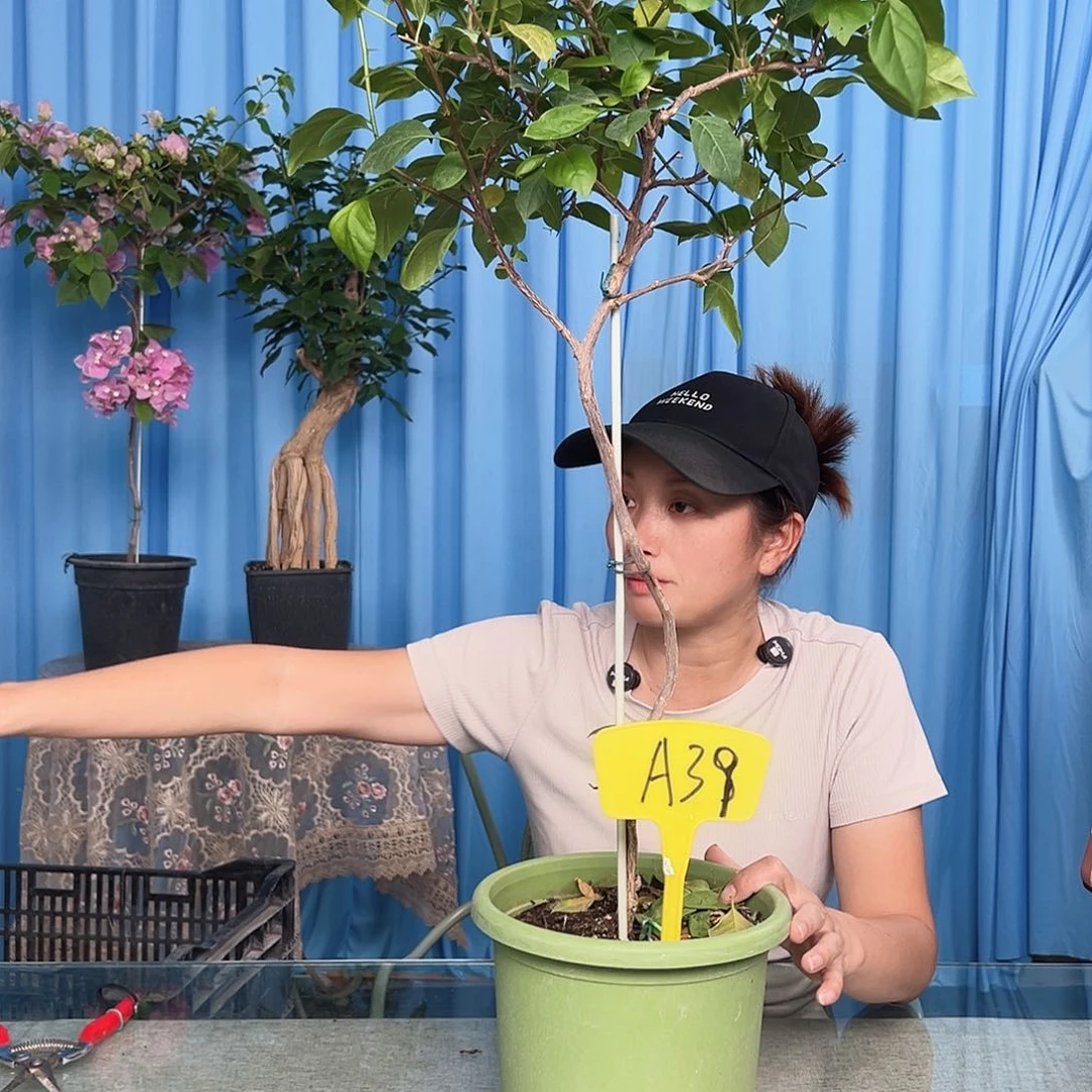 巴***象大部分开放少量花苞A39苏瓦娜