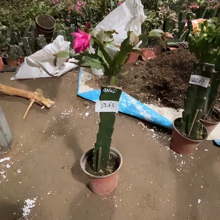 完全开放2263AN061