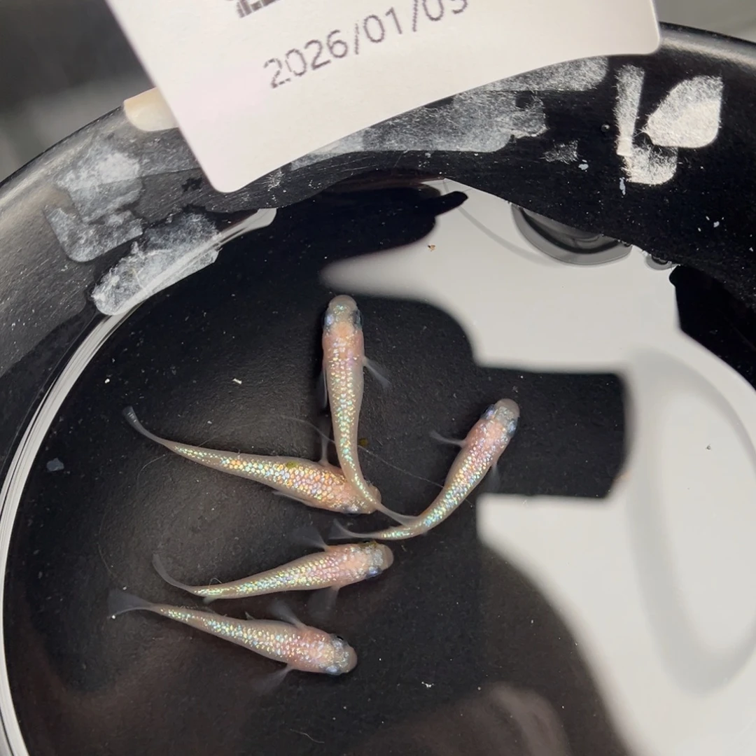 青鳉鱼208王华海王星五尾