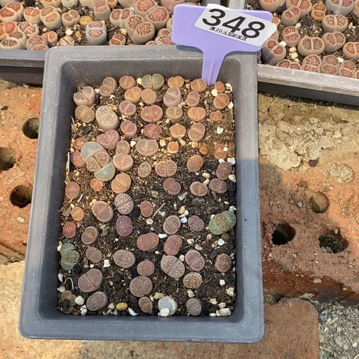 孞*㐑生石花等植物348