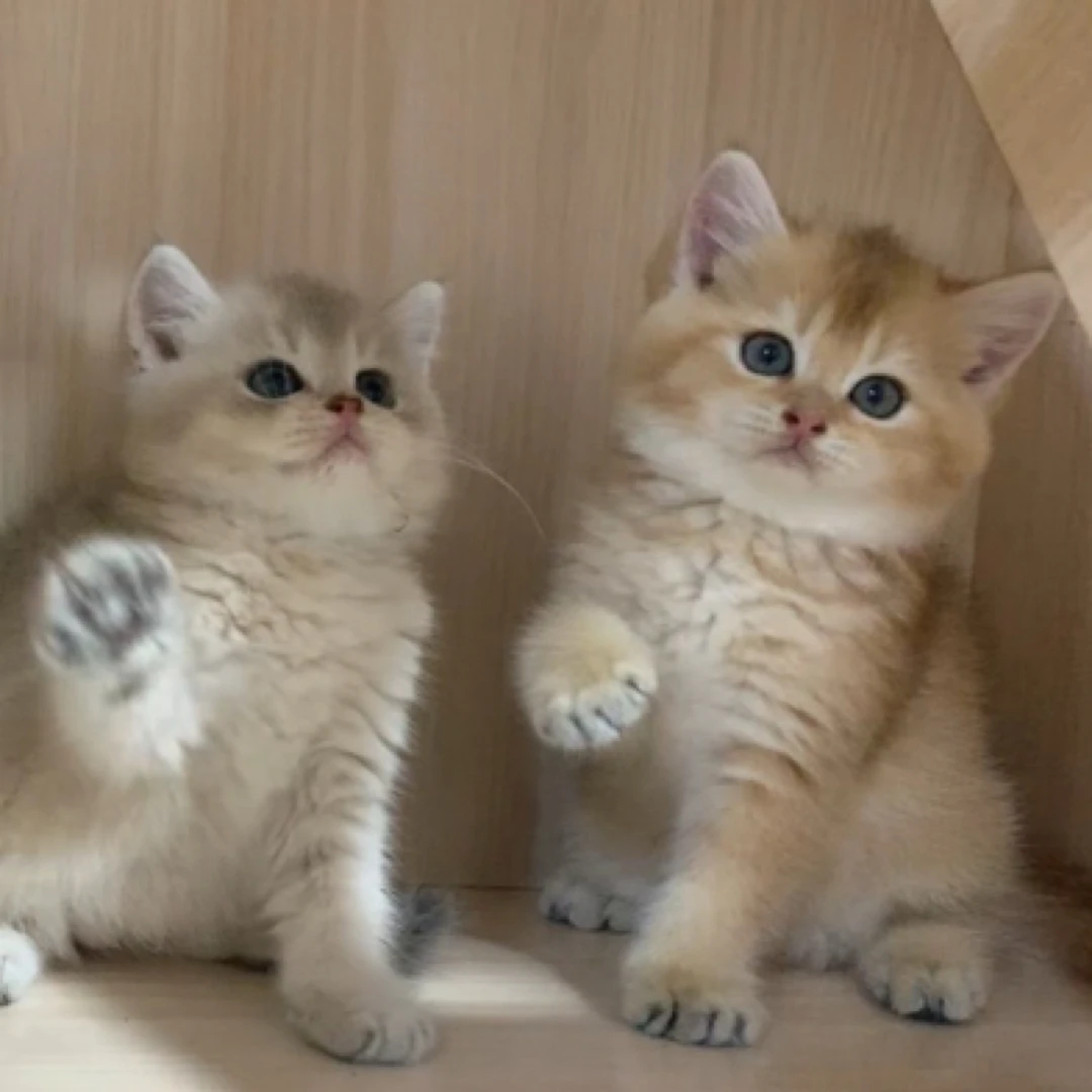 【阿牛家】～宠物猫咪在直播