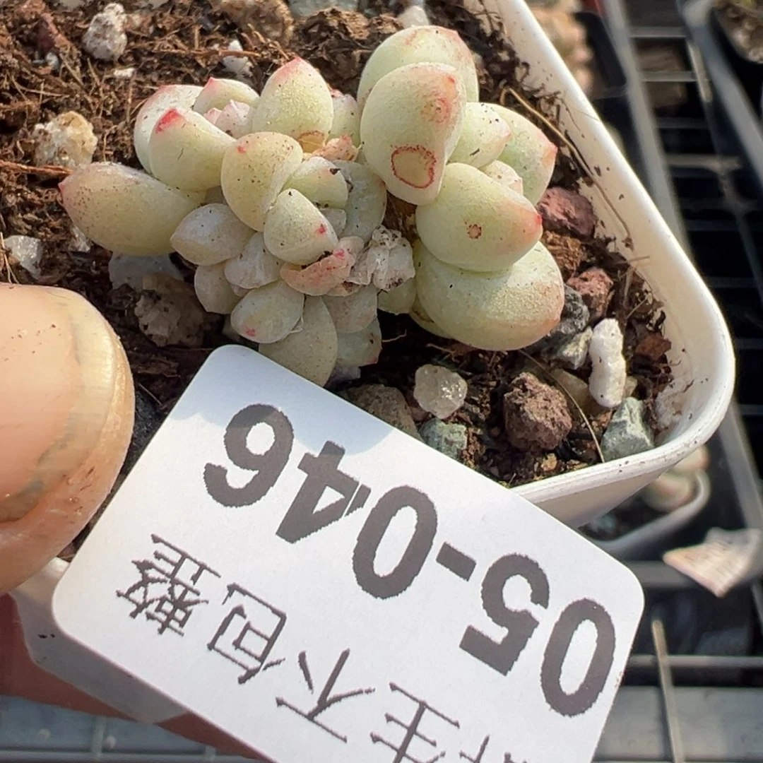 小卡拉米糖心一物一拍5-46