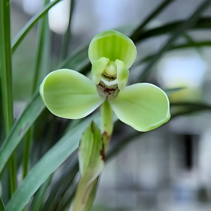 0304宋梅兰花花卉绿植盆栽室内客厅办公茶桌阳台卧室浓香不带花苞