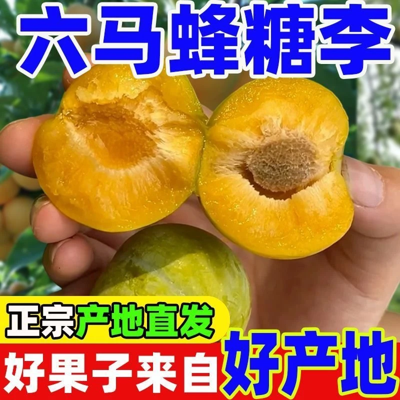 （送货上门）正宗蜂糖李新鲜水果当季整箱脆甜脱骨贵州镇宁六马李子