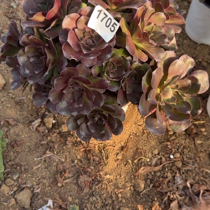 1705魅金清棚处理不包断枝