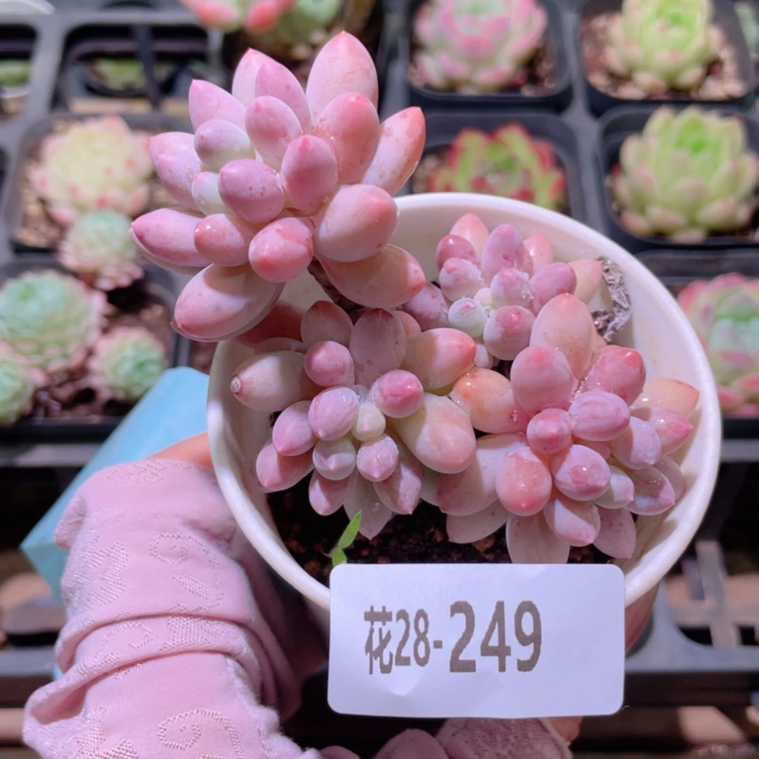 花利美28-249婴儿手指