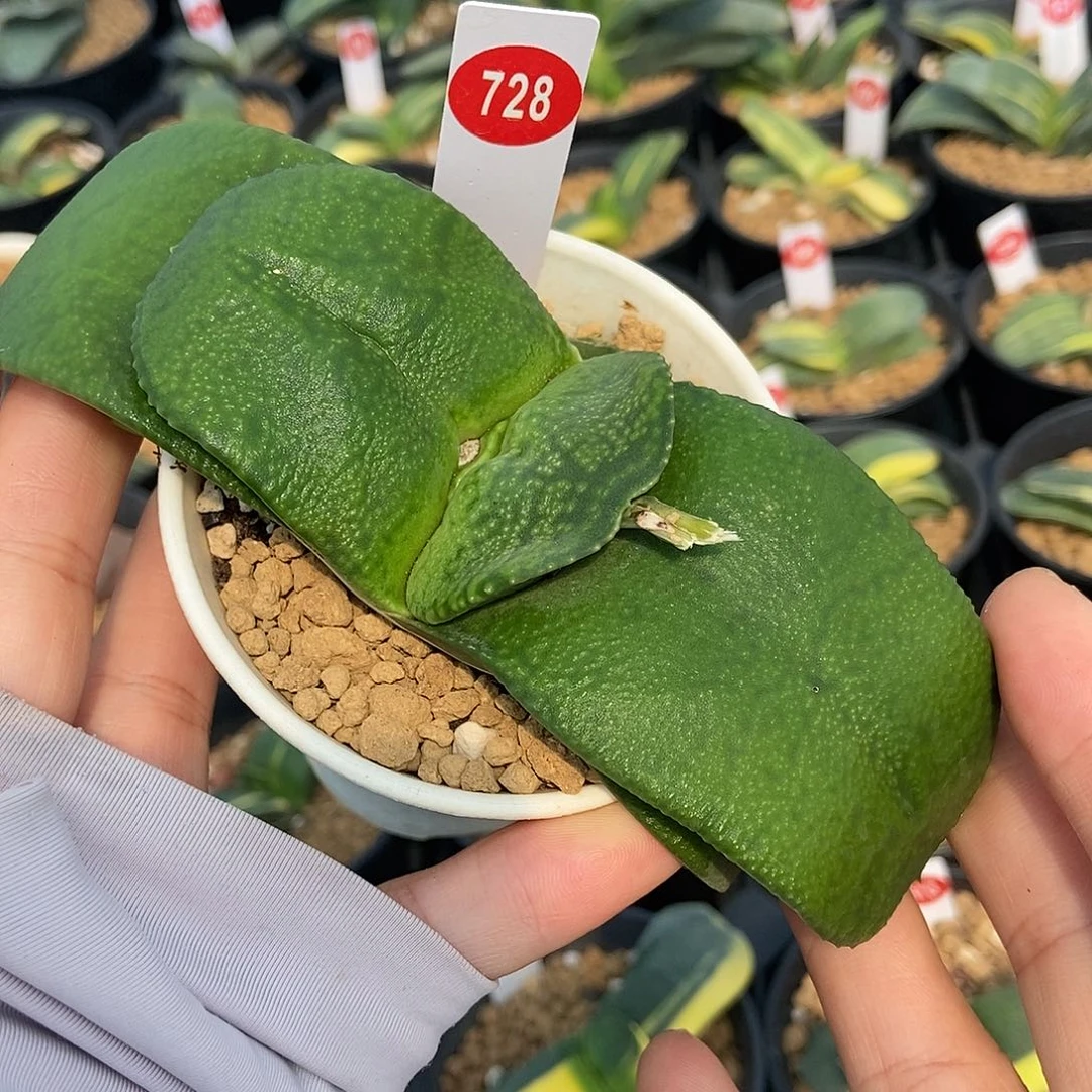 728卧牛实生带盆发货