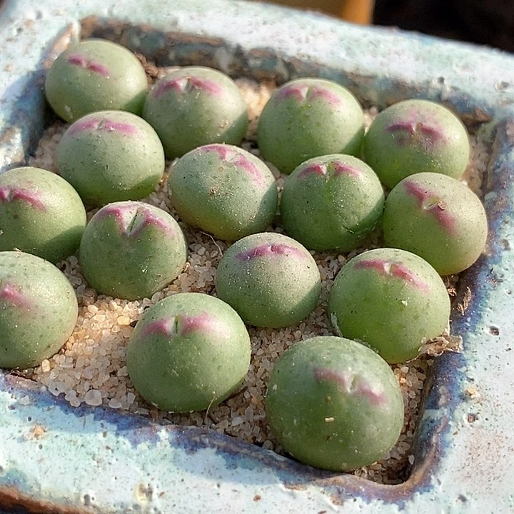 编号136皮卡丘一颗