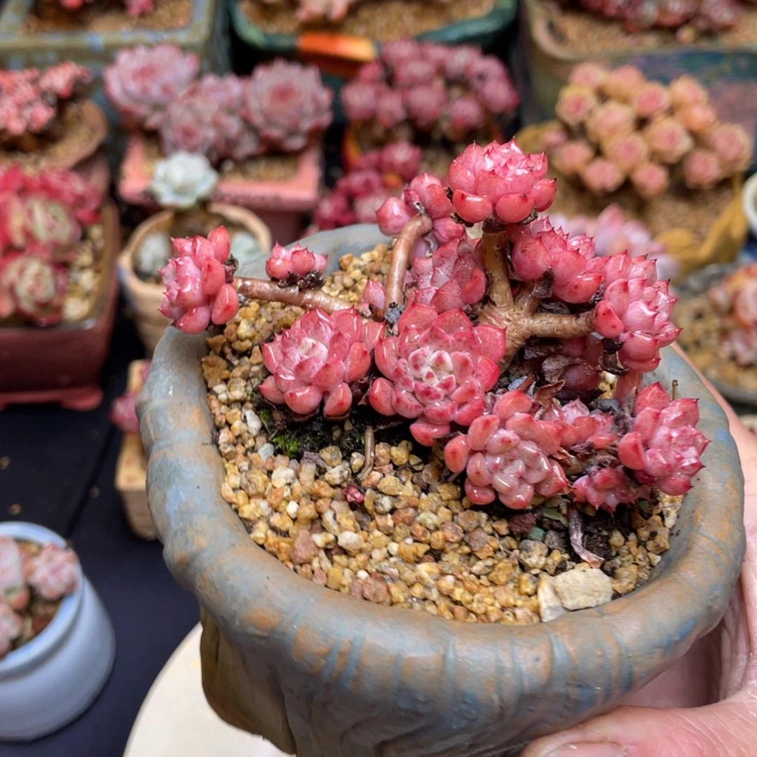 可爱泡泡老桩群生