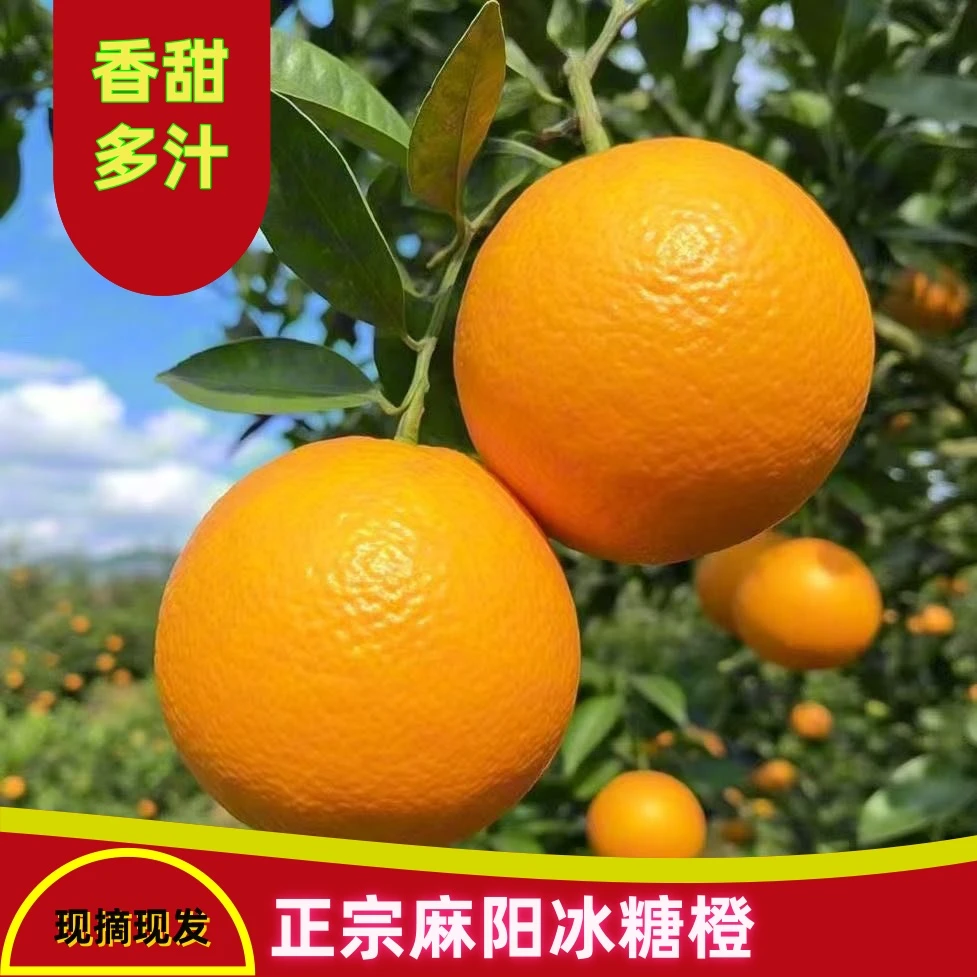 正宗湖南麻阳冰糖橙现摘新鲜橙子应季水果产地直发