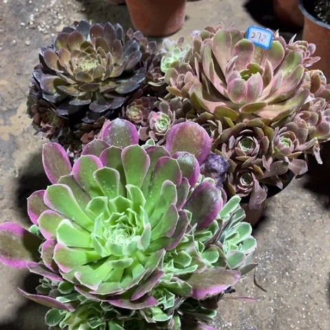 272多肉植物组合