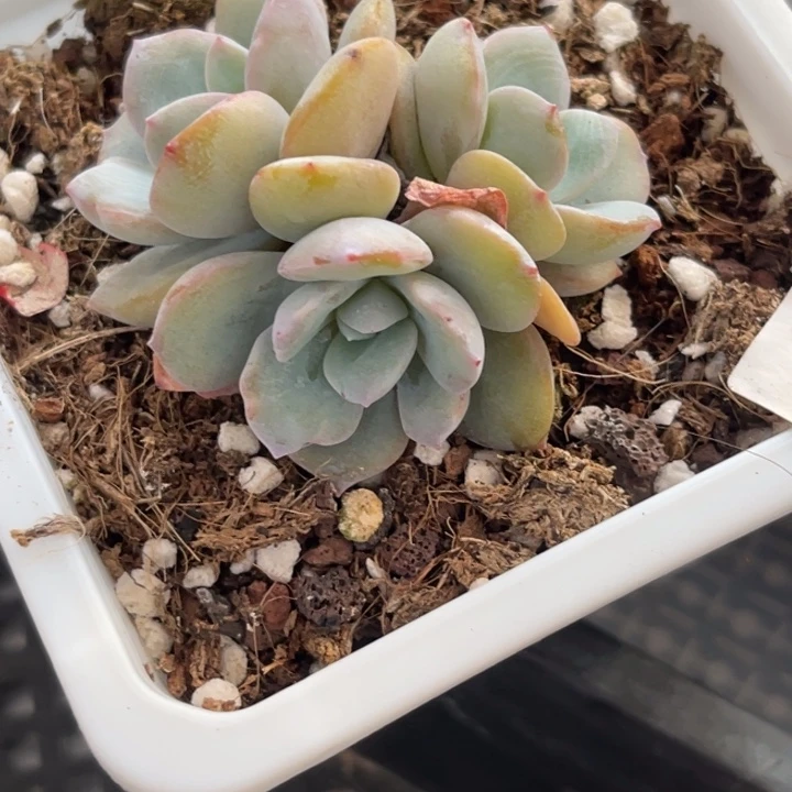 奶茶群多肉植物313