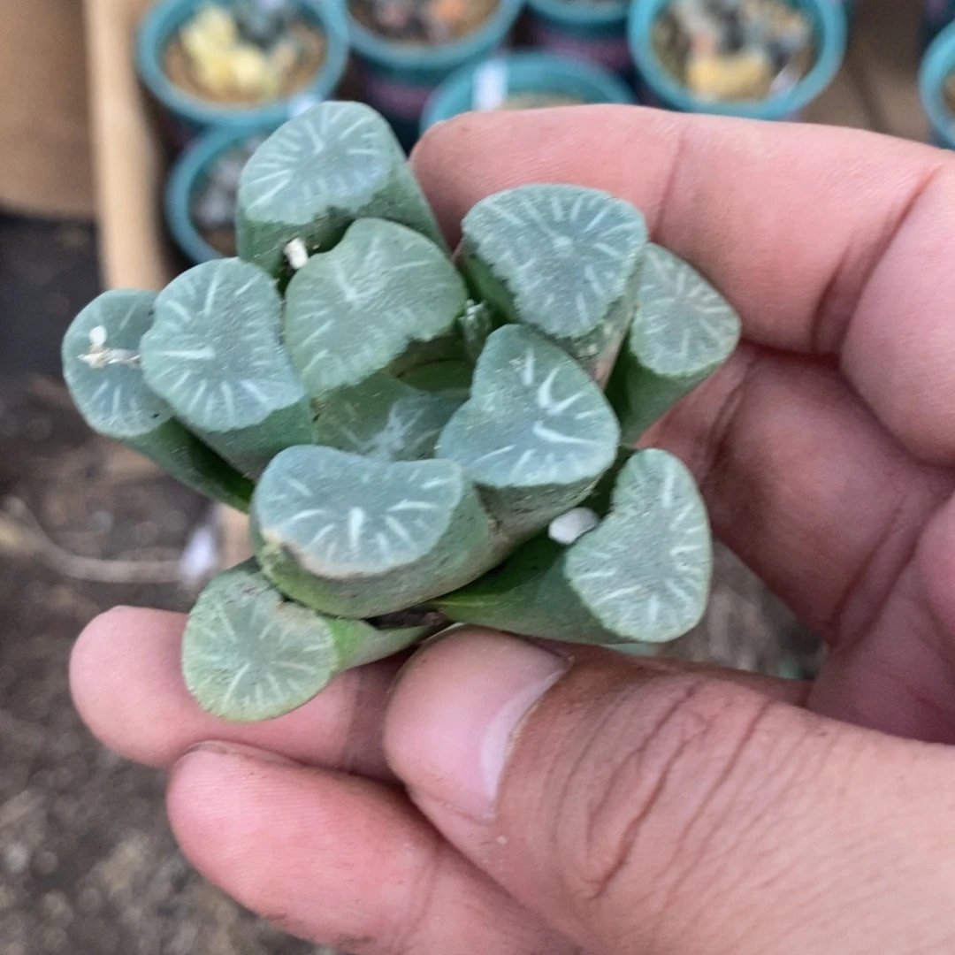 花***步1557 一颗福利。
