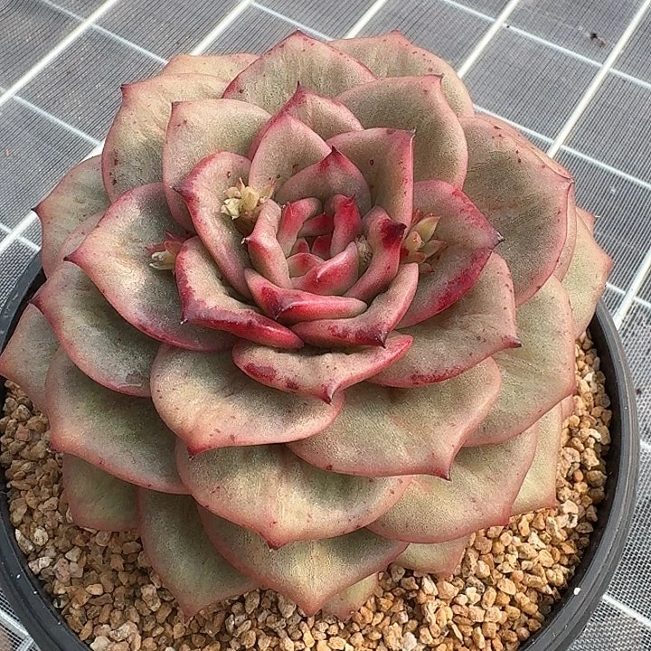 从前慢甄选多肉编号蔷薇