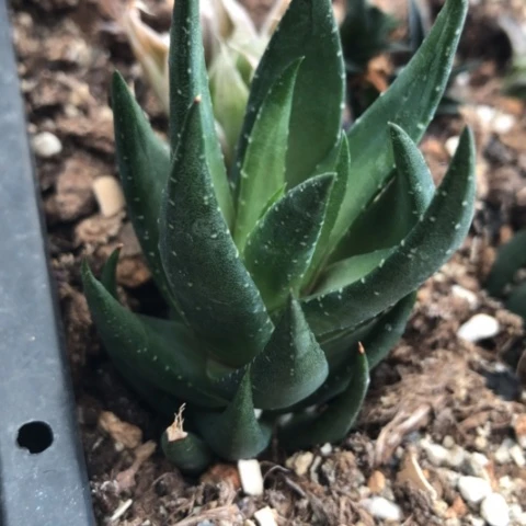 青铜硬叶多肉植物