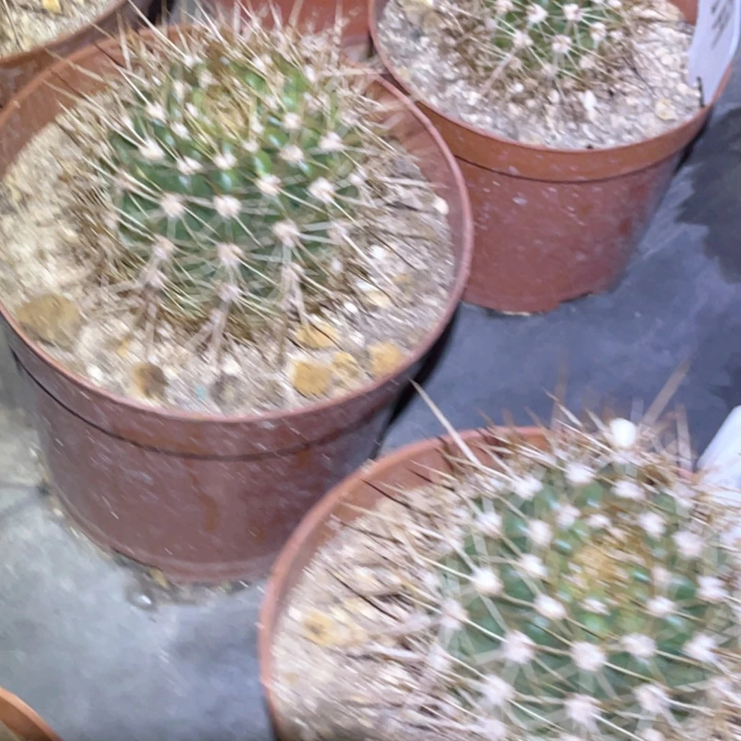 毛 仙女 脱土脱盆摘花满20包邮