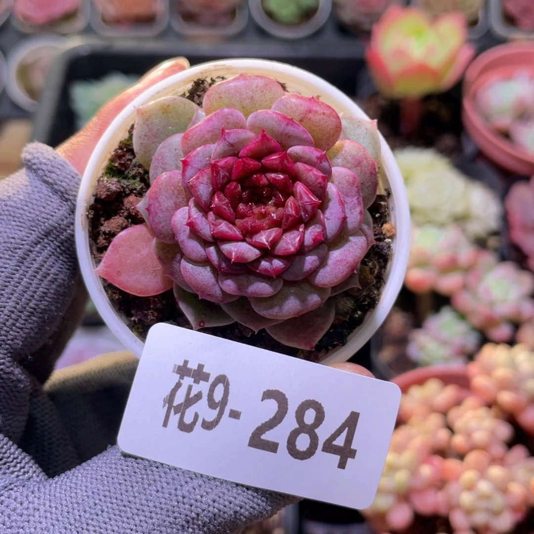 花利美9-284落霞