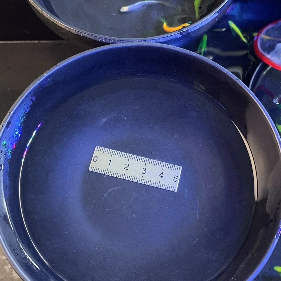 斑马鱼蝶翼5绿5龙