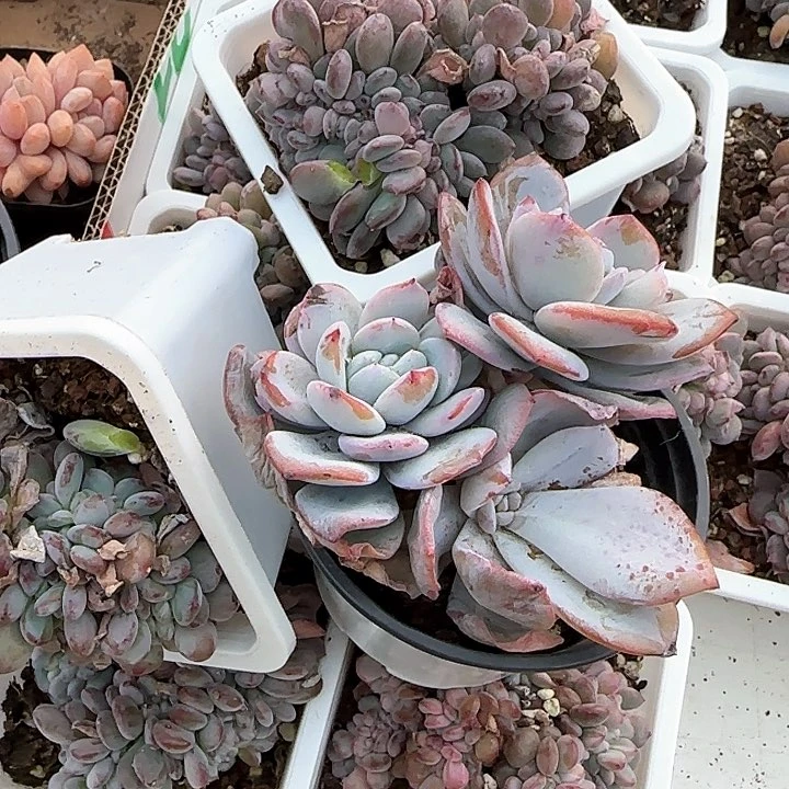 木**琴青蛙王子儿童牙膏。111