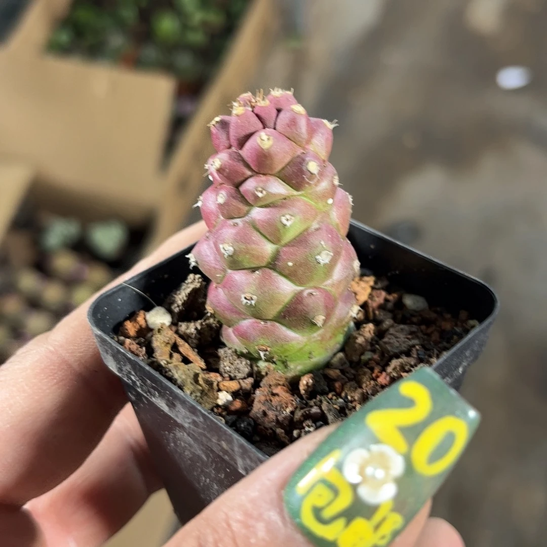 单头将军阁有根发货有根