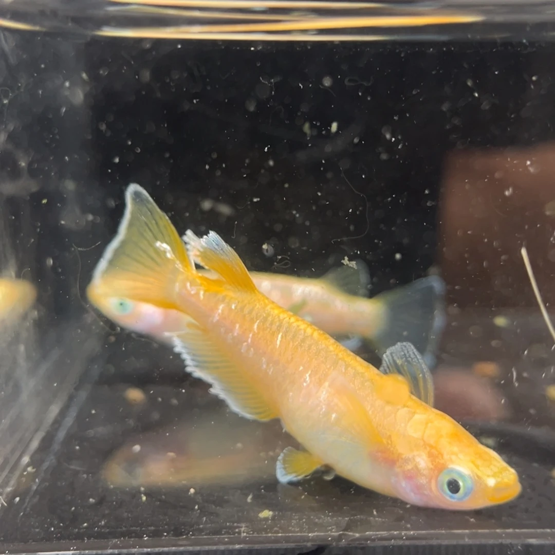 青鳉鱼247酥油灯一对