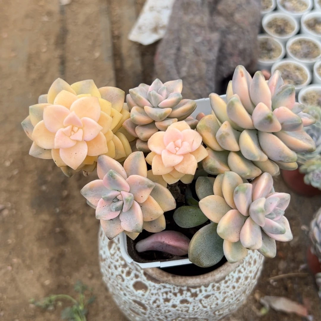 多肉植物美杏锦群