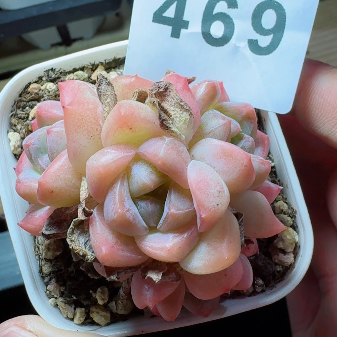 刚毅群生            精美多肉植物