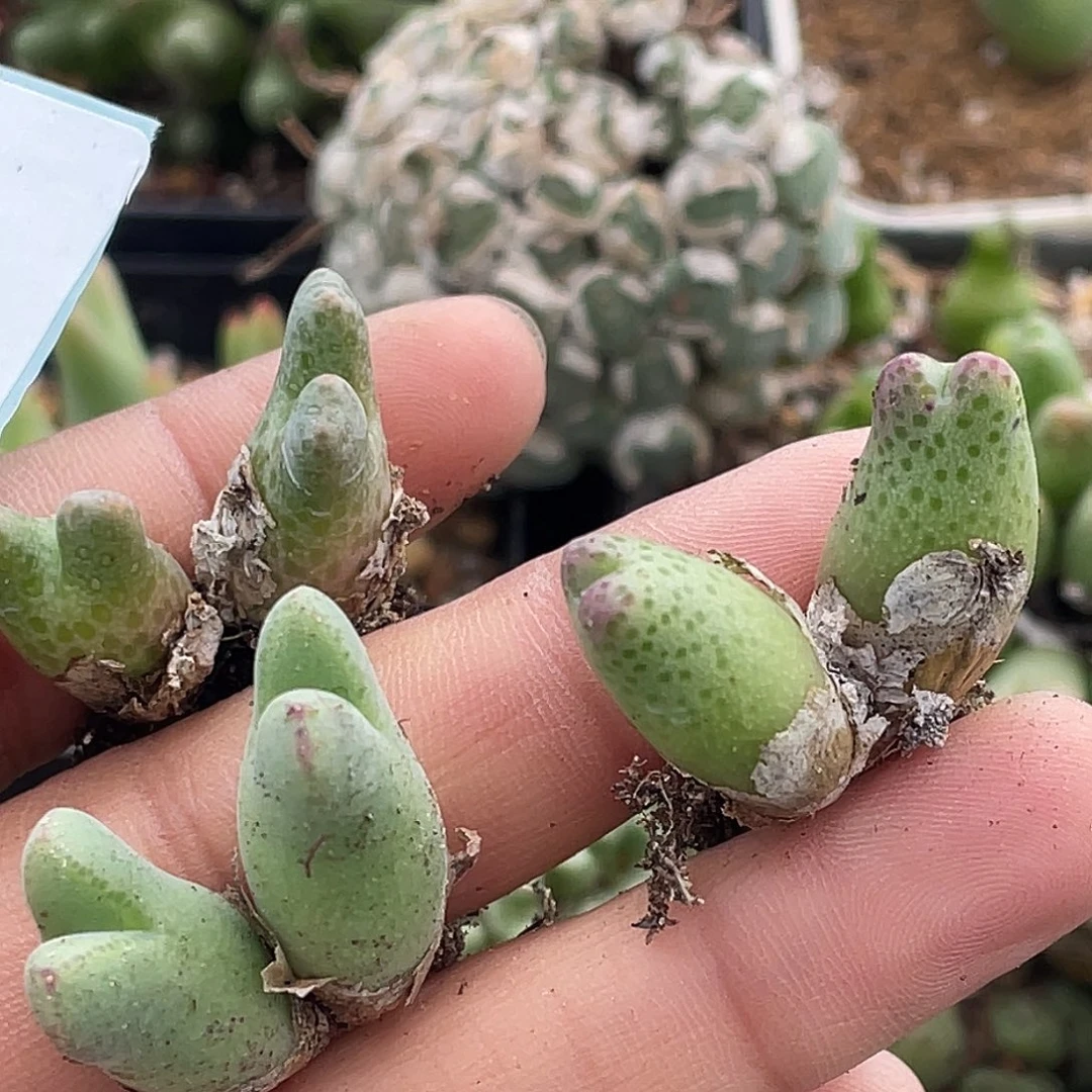 21-71肉锥多肉植物