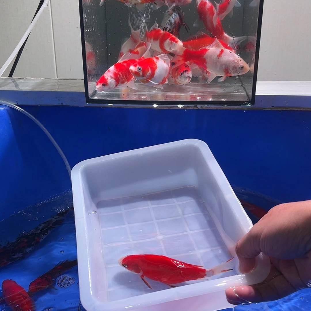 野***。海水观赏鱼福利多多8