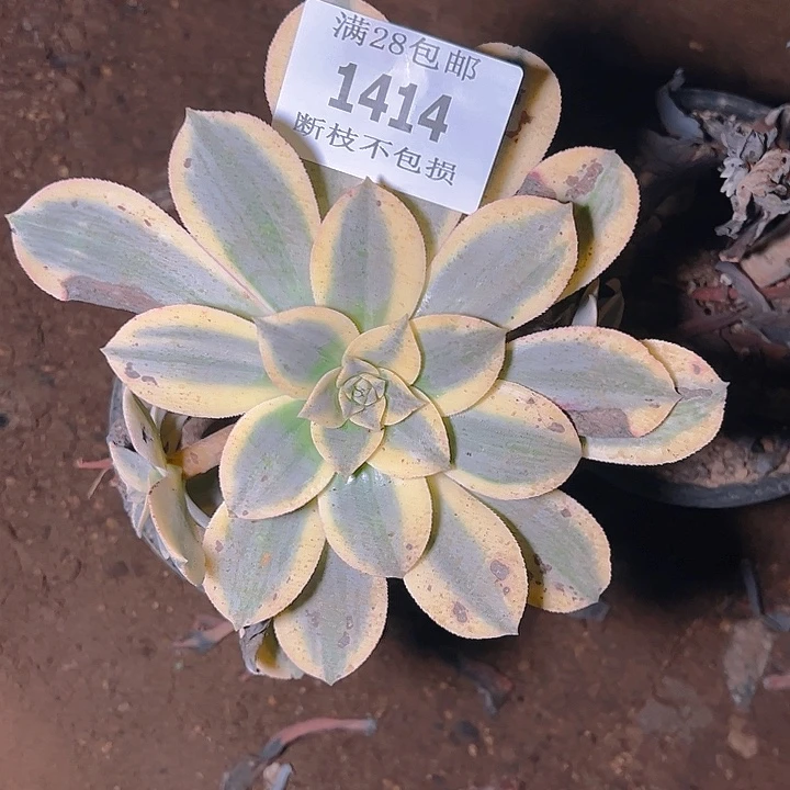 1414灿烂多肉植物保护