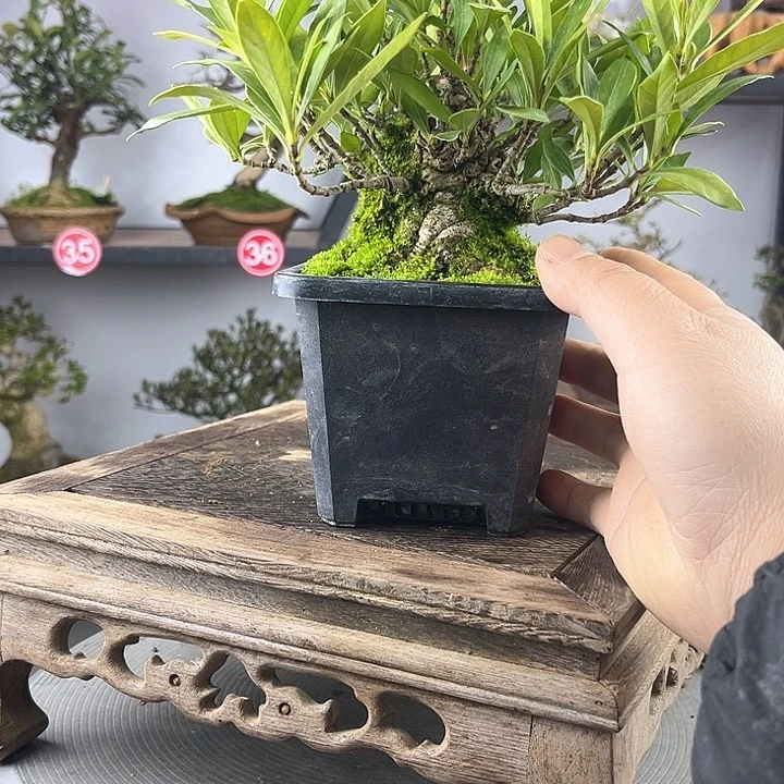 红陶开*11111122222