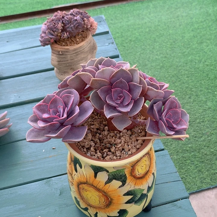 冰**主紫丁香小树朵朵无砍