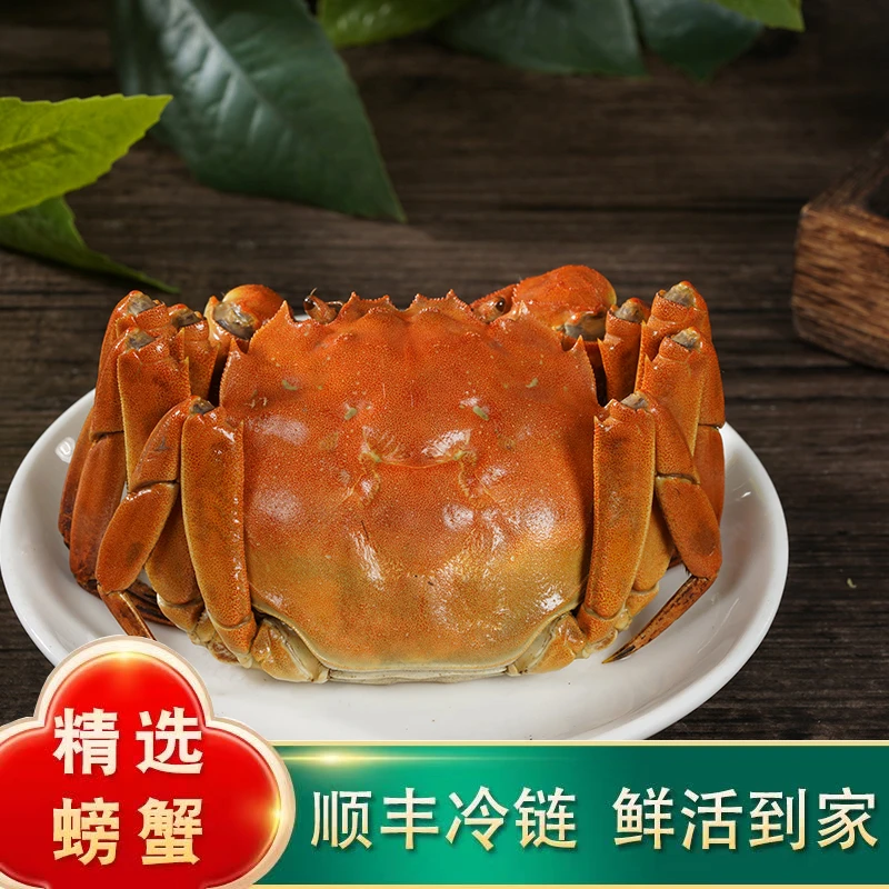 【活蟹】江苏全母大闸蟹精挑蟹3.8-3.5两6/8/10只礼盒装顺丰包邮