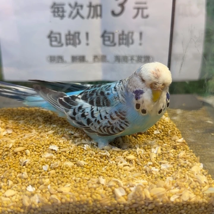 虎皮鹦鹉大头虎皮鹦鹉