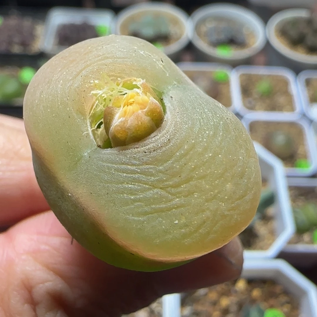 白窗漂亮多肉植物472