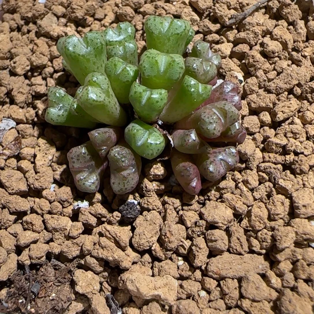 肉锥多肉植物组合-小飞260