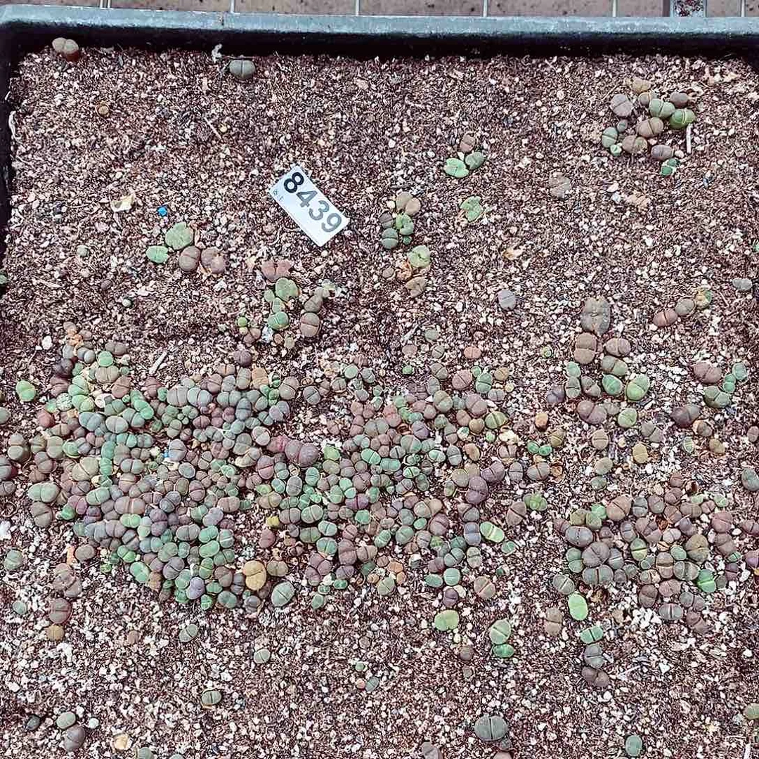 8439 风铃清筐脱土发货