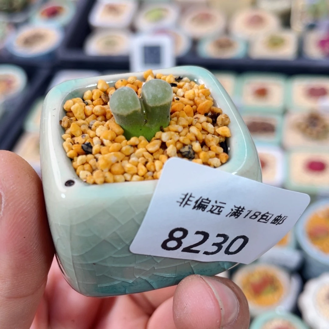 无花朵8230-一物一拍 带盆 福利