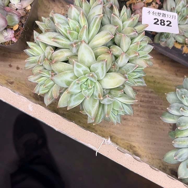 阿雅园艺。      282