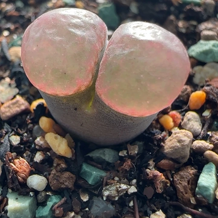 多肉植物超级磁铁11号