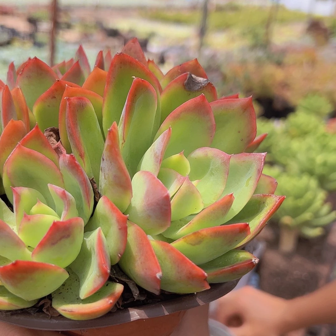 绮罗仙子 多头群身