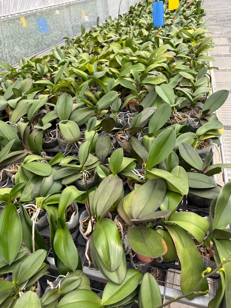 （福利花后苗）蝴蝶兰3.5寸成熟苗如有叶损控根烂根无售后建议慎拍