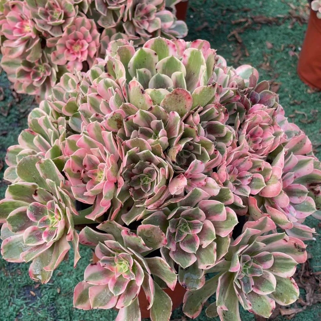 546男神精品法师多肉