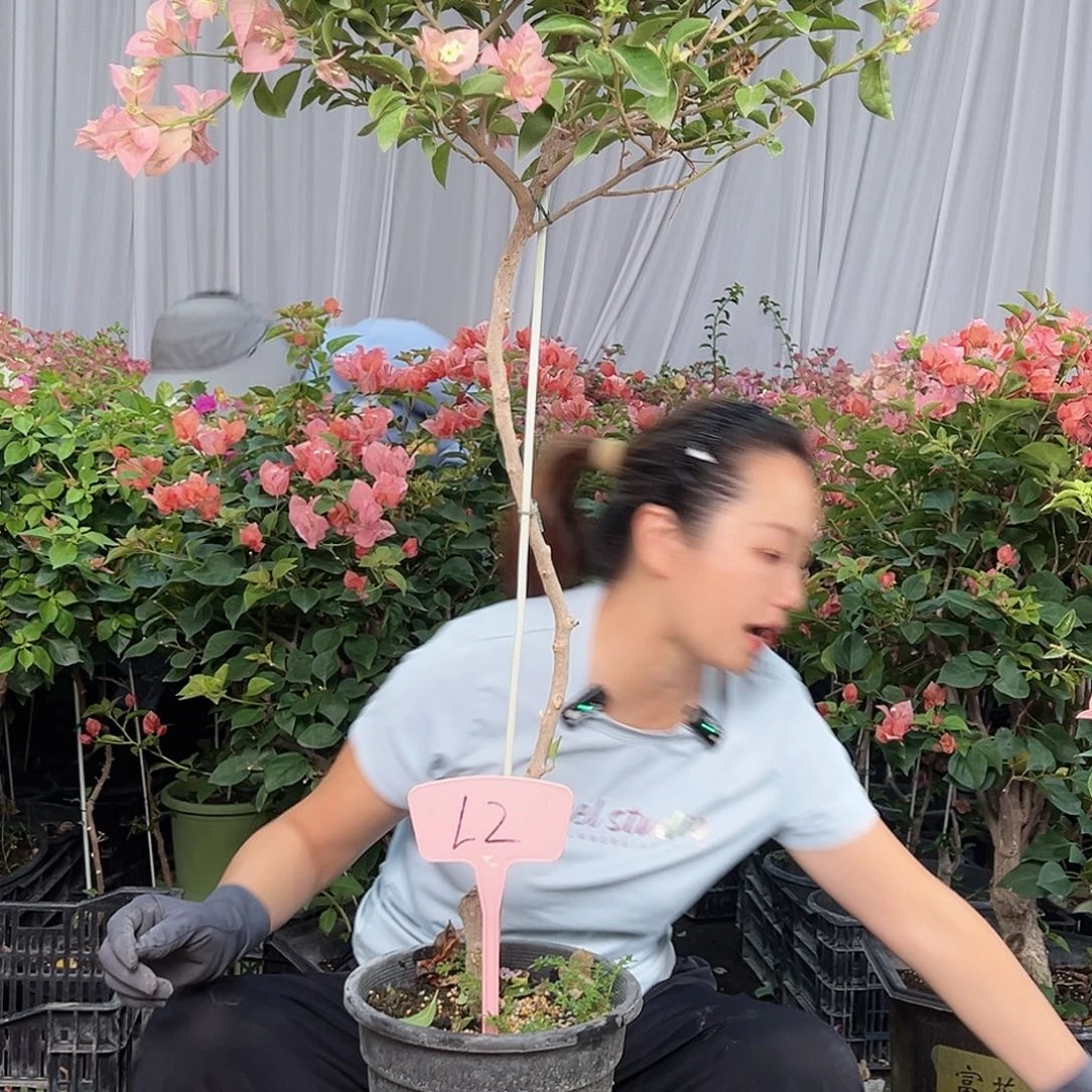 *****当前无花栽培后可以开花L2卡亚塔