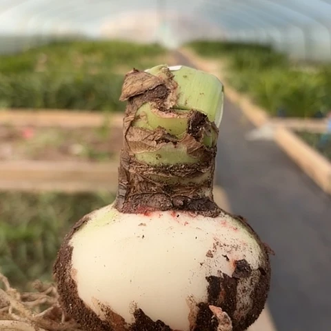 糖果仙女+带土剪叶