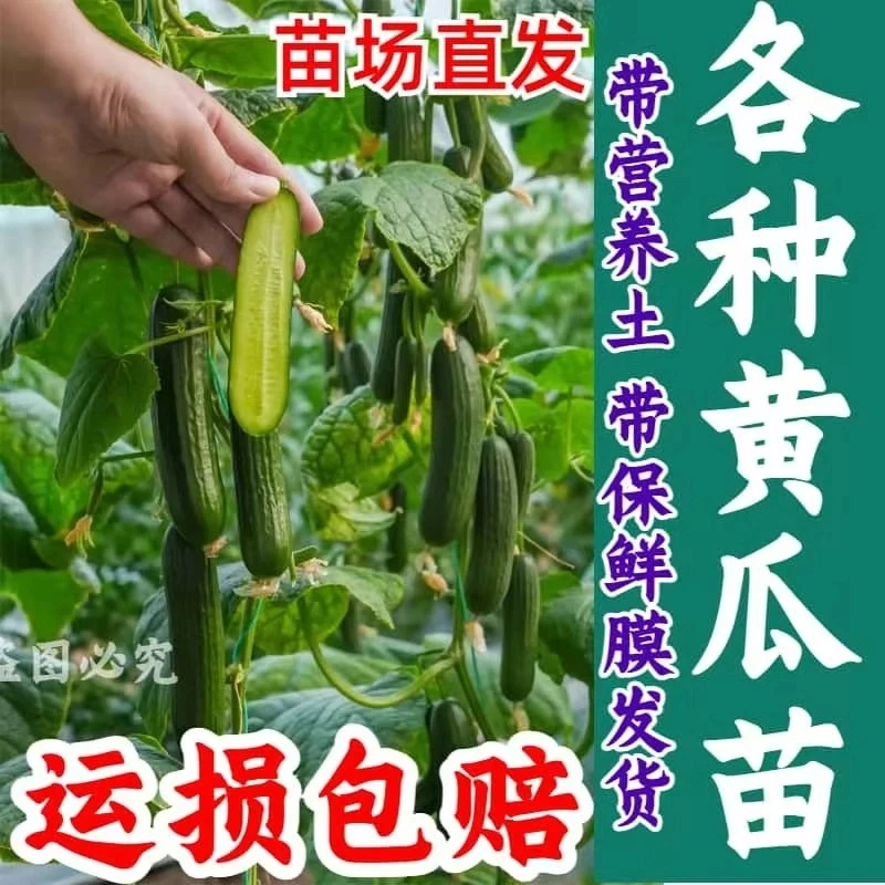 黄瓜秧苗带土各种黄瓜苗水果黄瓜苗旱黄瓜苗秧苗四季阳台庭院种植