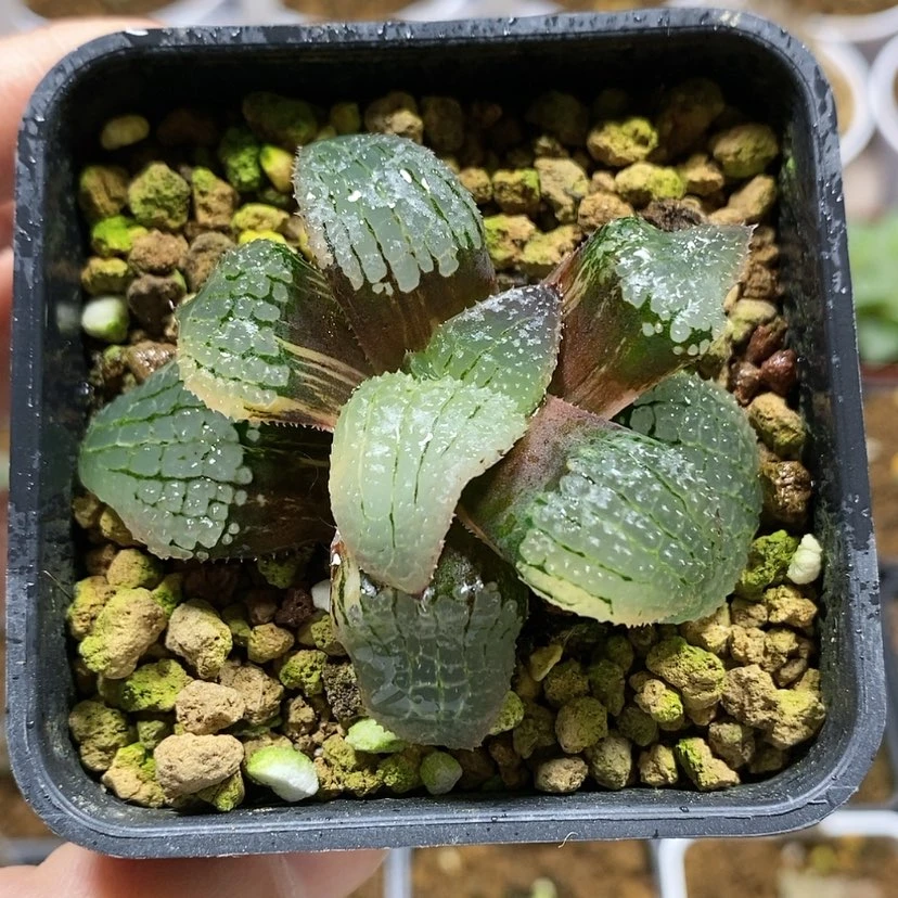 【闪购商品】1天空之镜锦