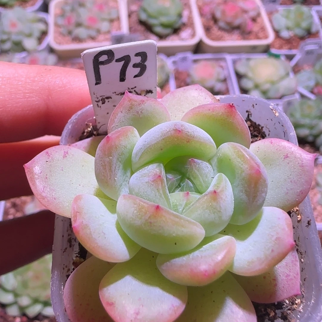 5-2福利甜心73单头