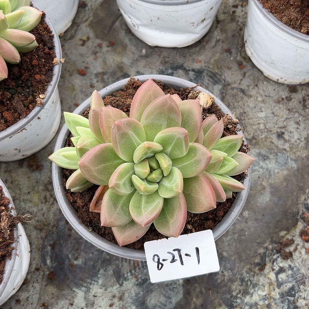 8-27-1迷雾泡泡多肉植物